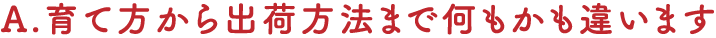 A.育て方から出荷方法まで何もかも違います