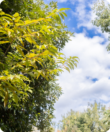 どんぐりの森の木々